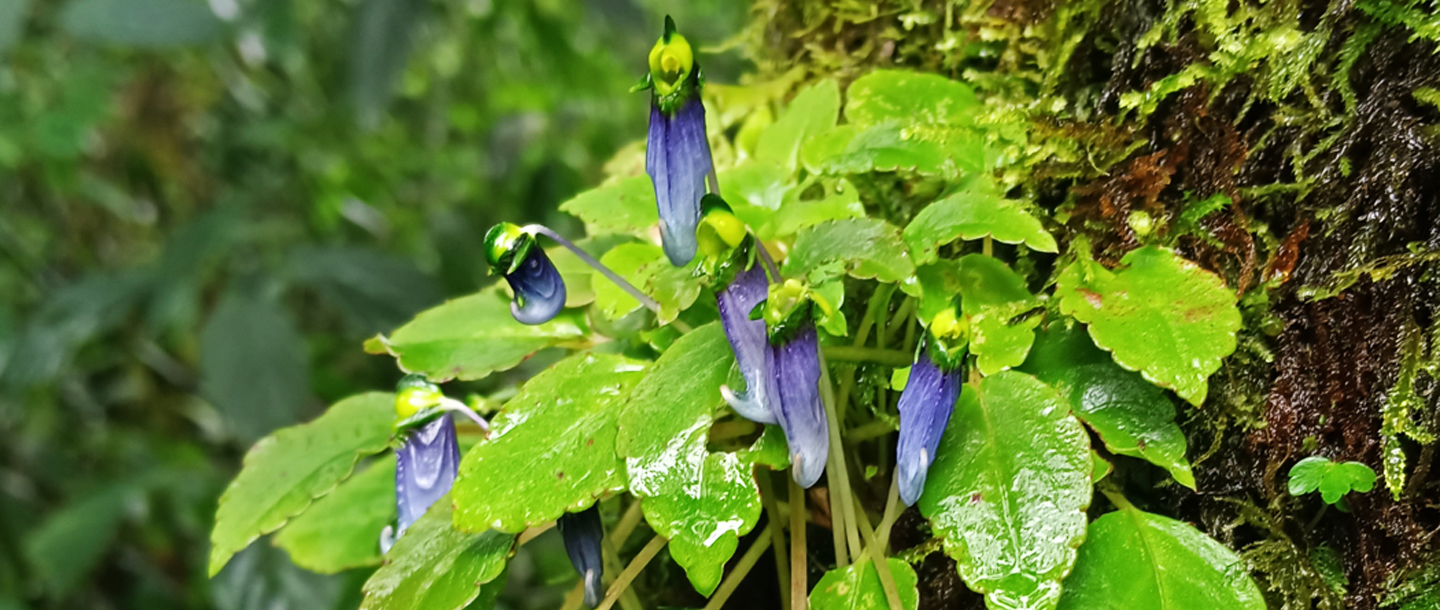 Impatiens violacea — a plant species found in Kerala