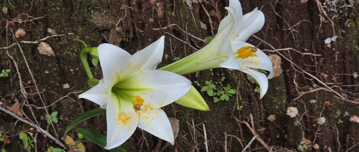 Lilium wallichianum var. neilgherrense — a plant species found in Kerala