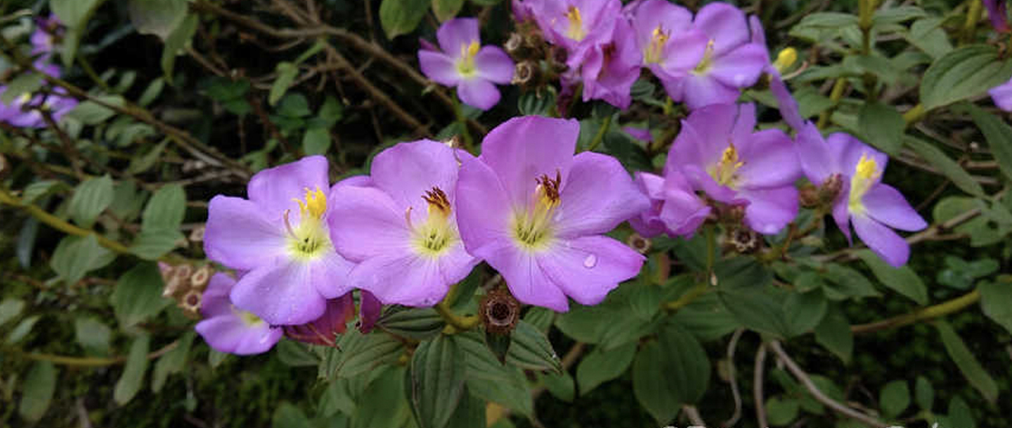 Osbeckia gracilis — a plant species found in Kerala