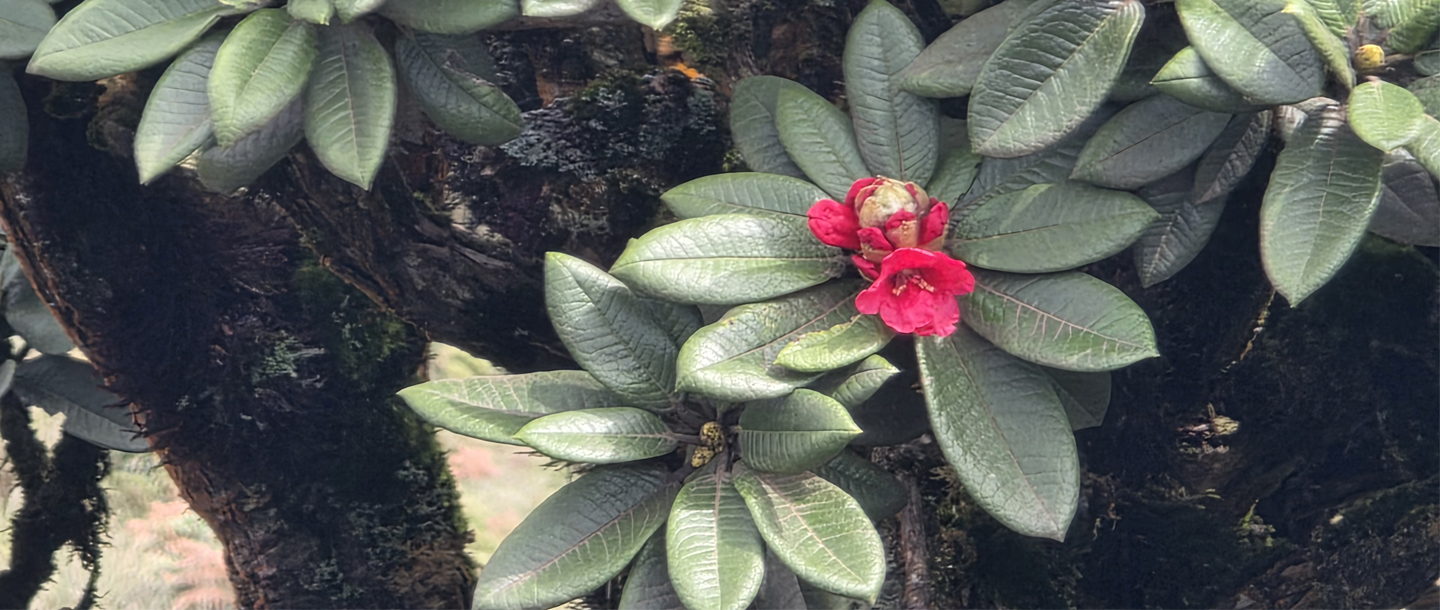 Rhododendron arboreum subsp. nilagiricum — a plant species found in Kerala
