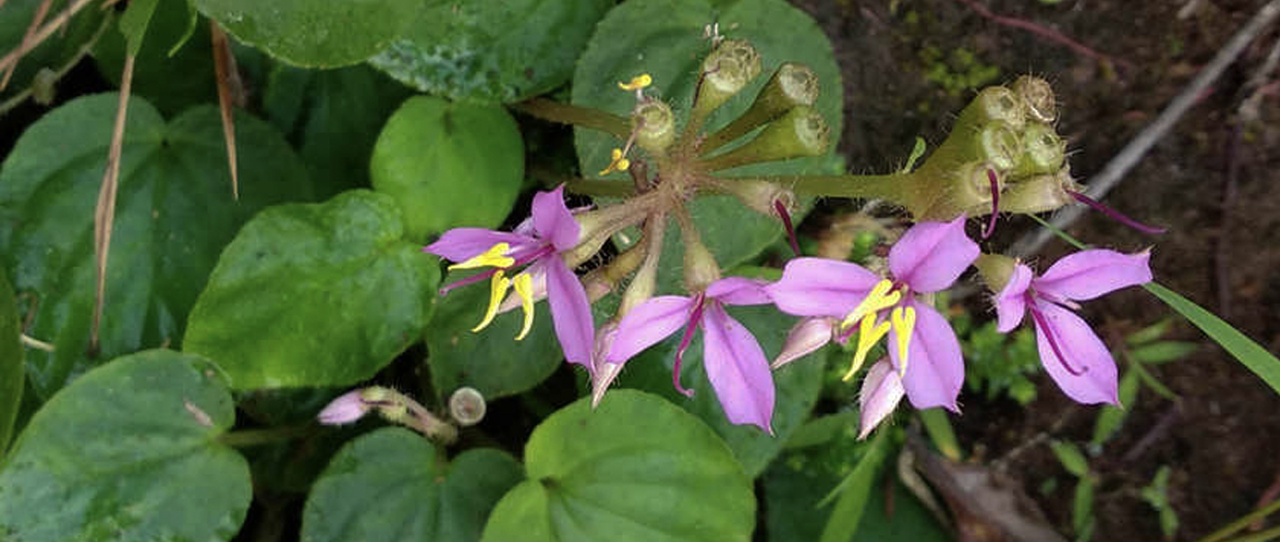 Sonerila wallichii — a plant species found in Kerala