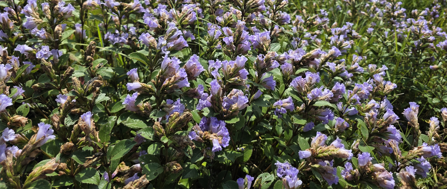 Strobilanthes kunthiana — a plant species found in Kerala