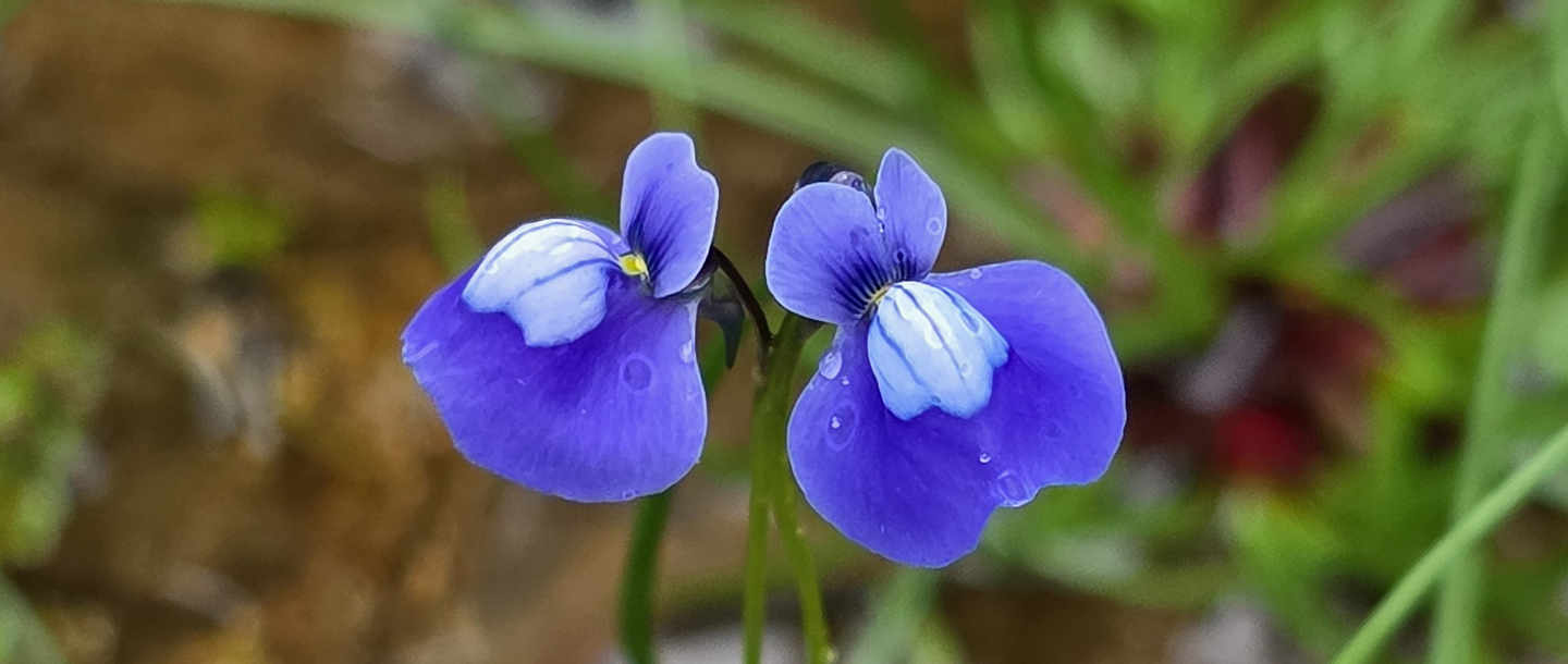 Utricularia reticulata — a plant species found in Kerala