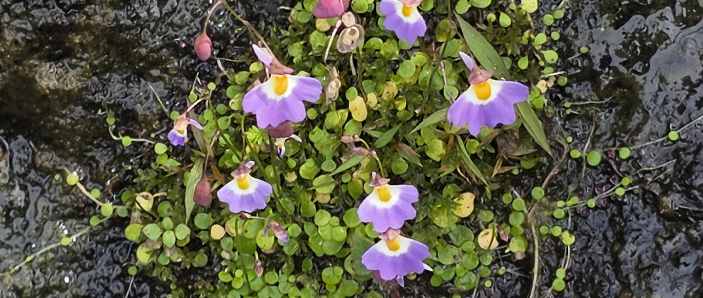 Utricularia striatula — a plant species found in Kerala